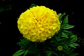 灿烂黄色万寿菊图片